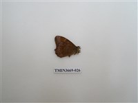 藏品(眼蝶科)的圖片